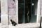 dog waiting - Lisbon